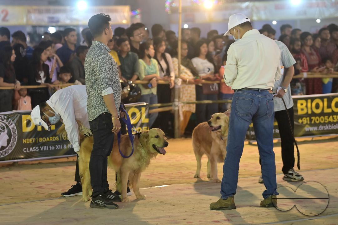Judges are checking the dogs during the Agartala Dog Carnival-2024, organized by Tripura Veterinary Doctors Association & Pawsome (A social organisation) at Agartala