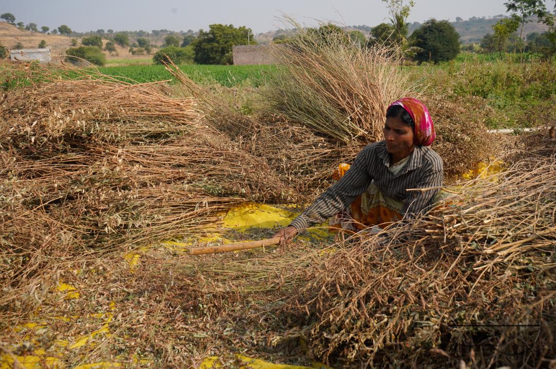 A woman collecting dry weed
