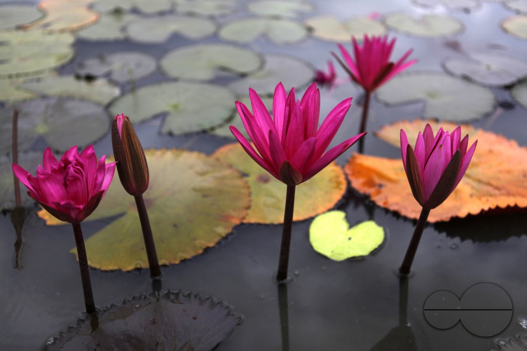 Red Water Lily