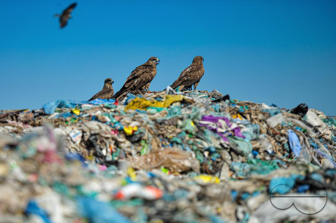 Falcon Hawks searching for food at Sylhet's Parairchak garbage dump yard in Sylhet
