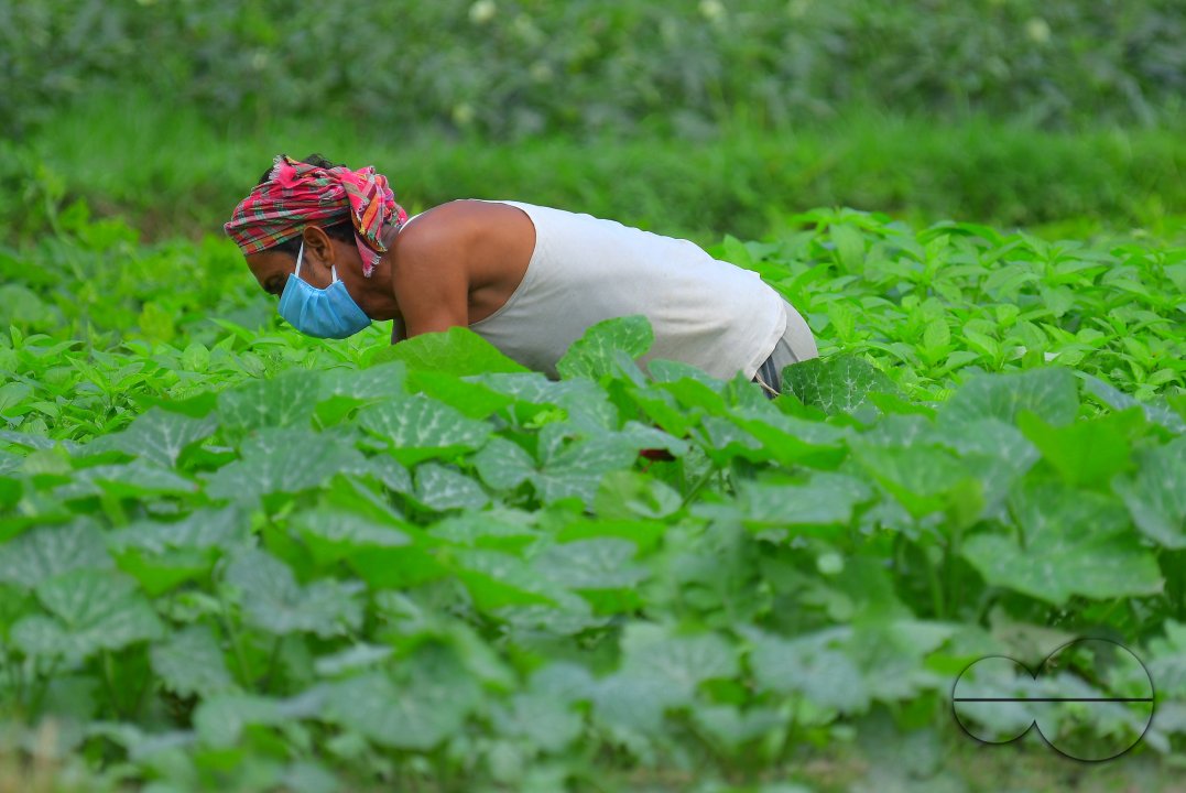 Agriculture, during lockdown