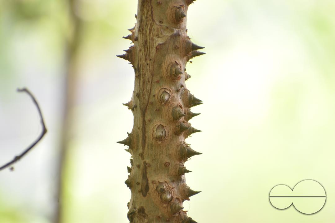 People plant vegetable and fruit trees for food at the Balukhali refugee camp