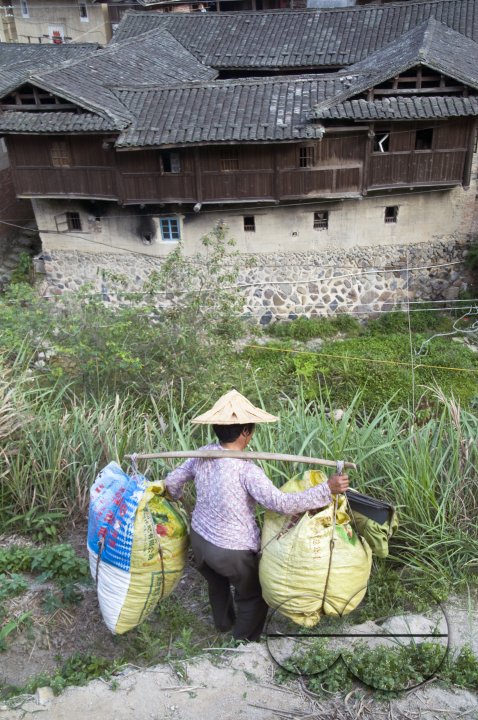 CHINA Peasants carrying sacks with tea leaves  during harvest time in Fujian province.