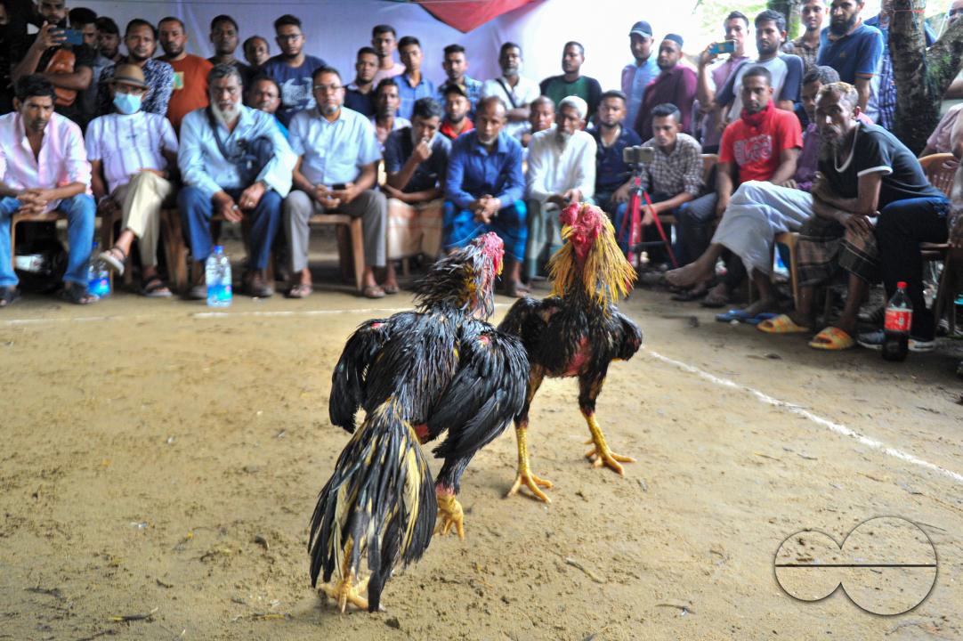 In a cockfight in Akhalia area of Sylhet city, two roosters are fighting