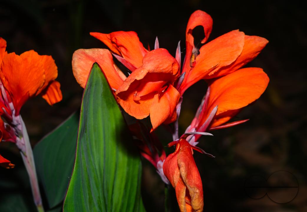 Canna x generalis (CG) is the scientific name for the common garden canna, canna lily, or Indian shot