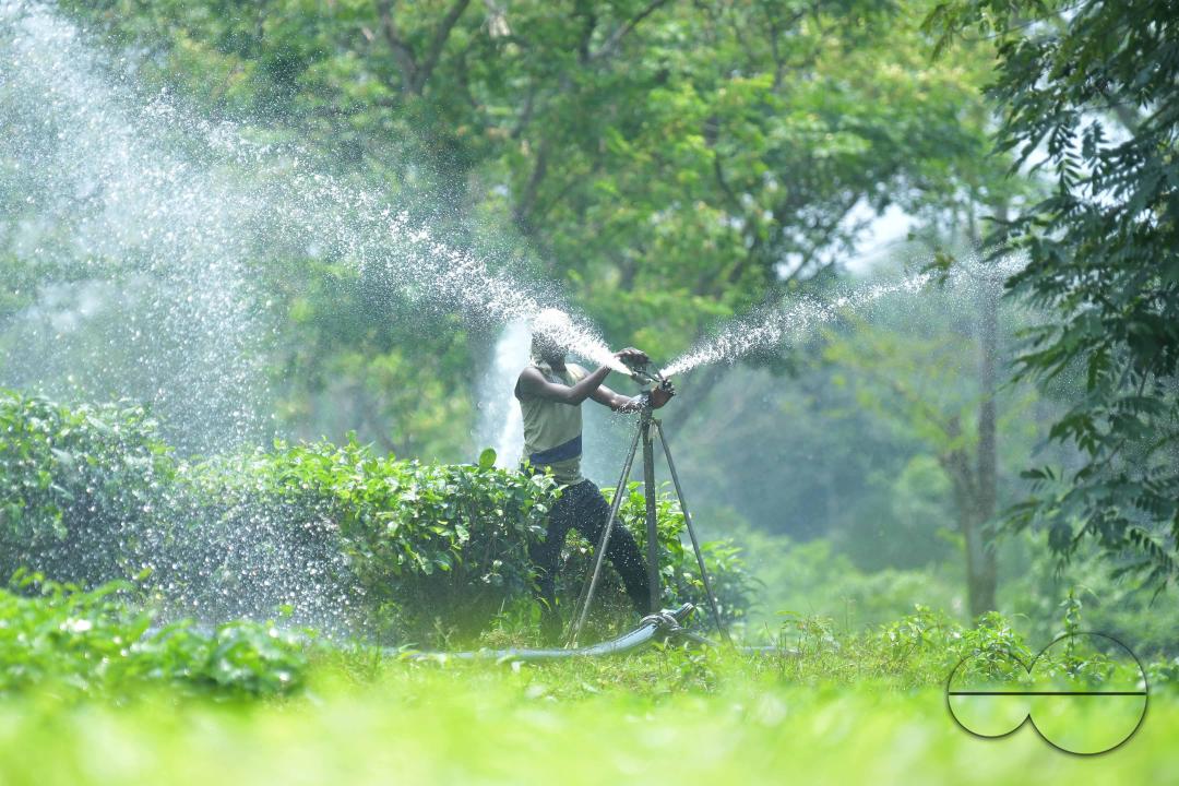 A worker skilfully operates a sprinkler irrigation system, nourishing the Durga Bari tea garden at the onset of the dry season