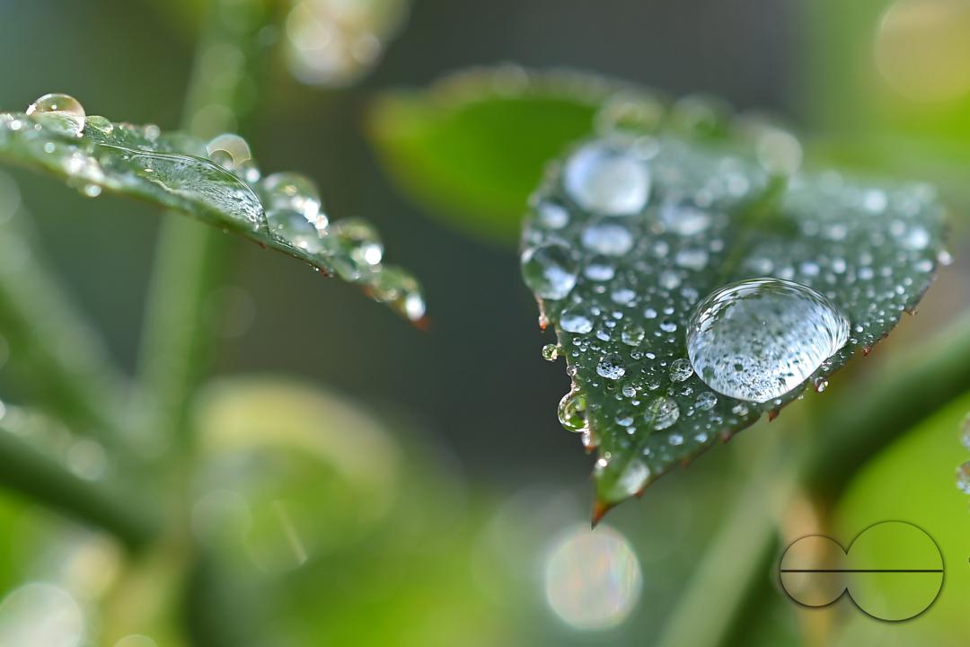 Dew drops on the leaves and flowers on a winter morning at Agartala, the capital city of India's northeastern state of Tripura
