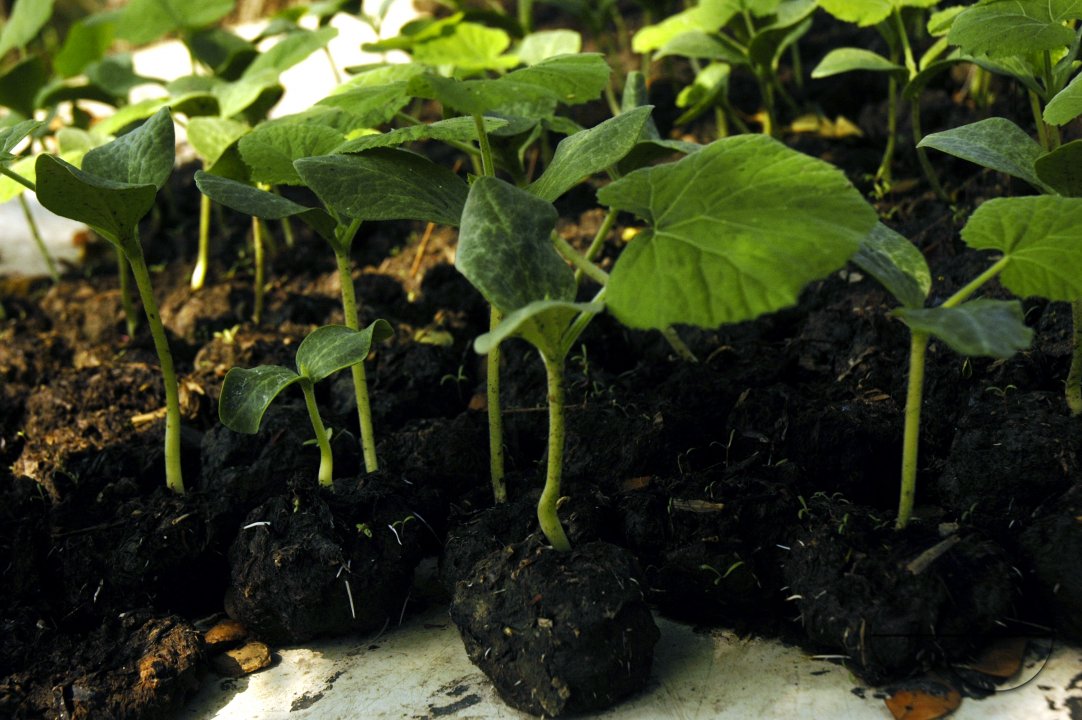 Agriculture