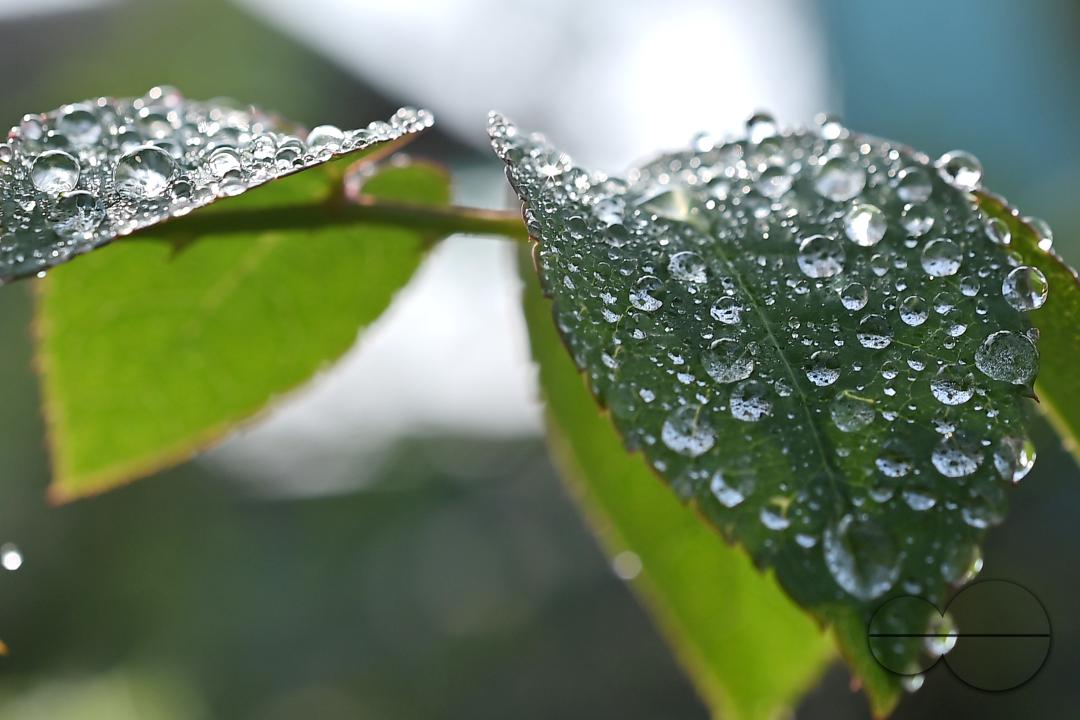 Dew drops on the leaves and flowers on a winter morning at Agartala, the capital city of India's northeastern state of Tripura