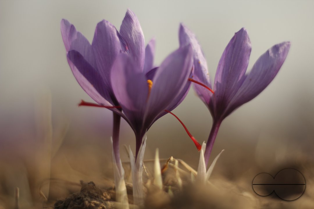Saffron