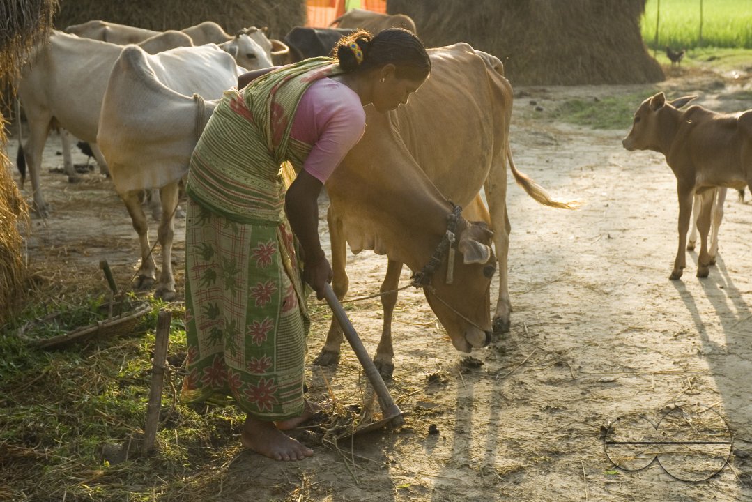 Village_Bangladesh