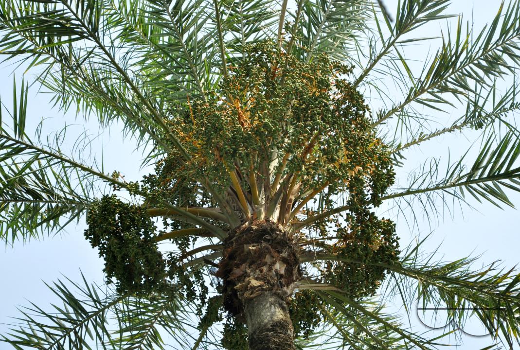 Palmyra palm trees at a garden in rural village in Bangladesh.