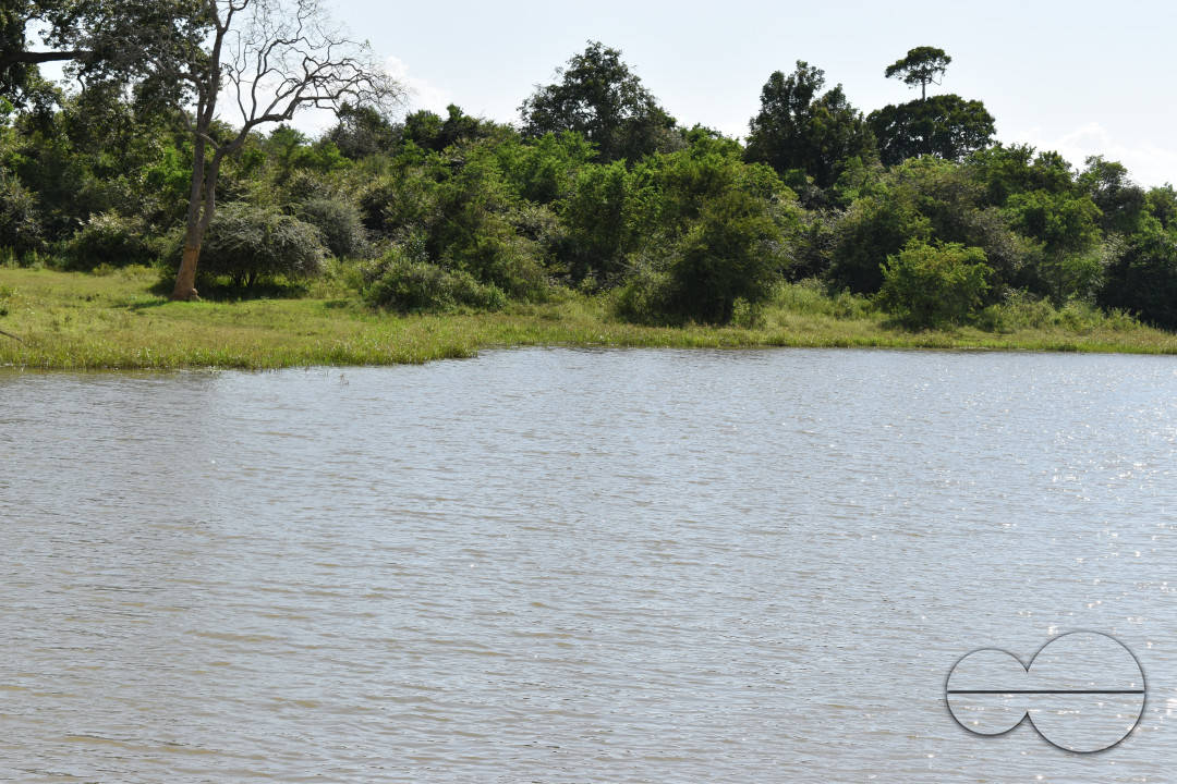 MW155703