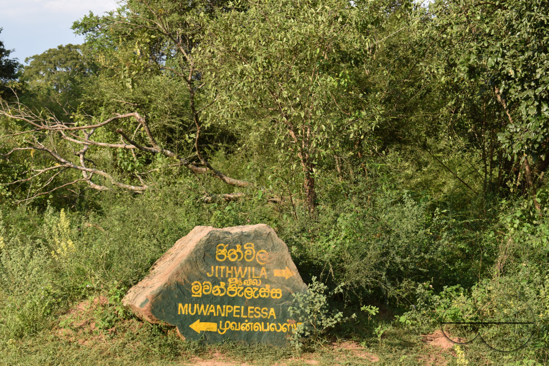 MW155746