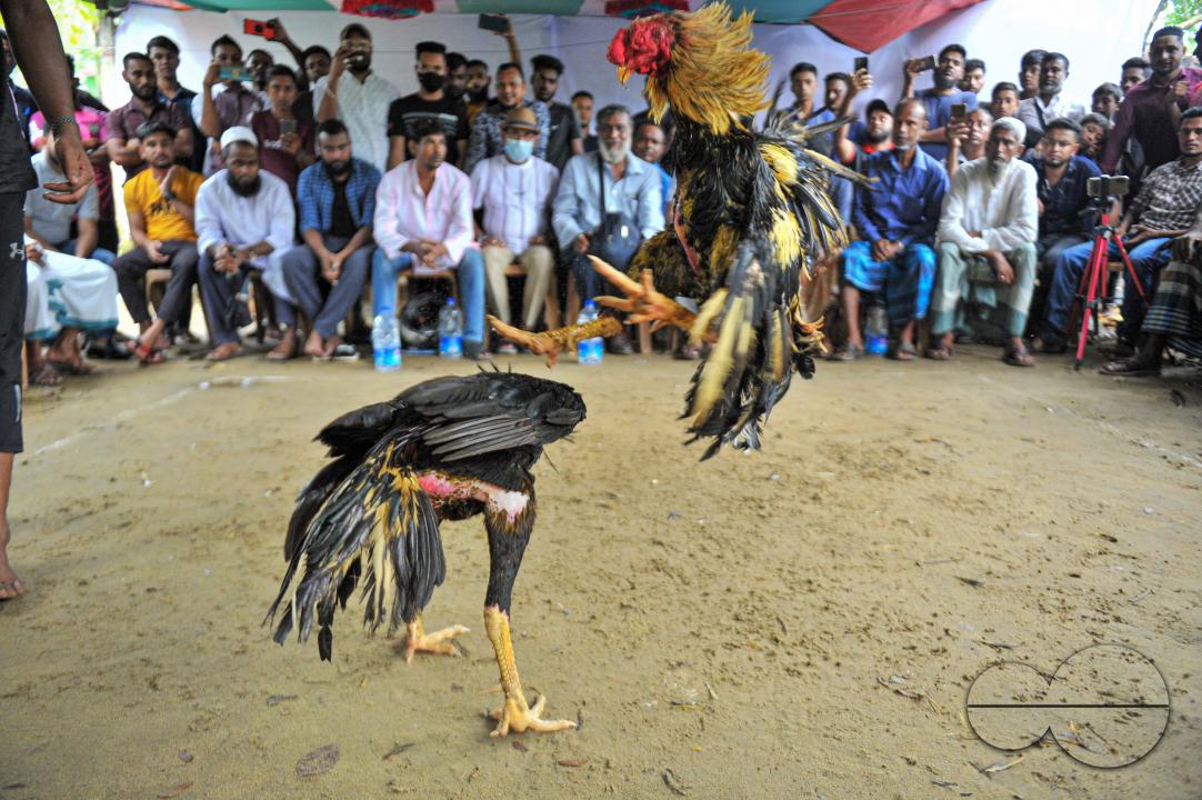 In a cockfight in Akhalia area of Sylhet city, two roosters are fighting