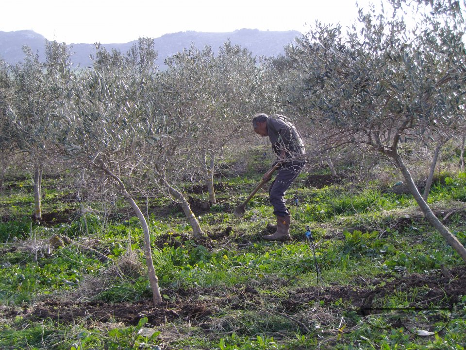 MWC036369