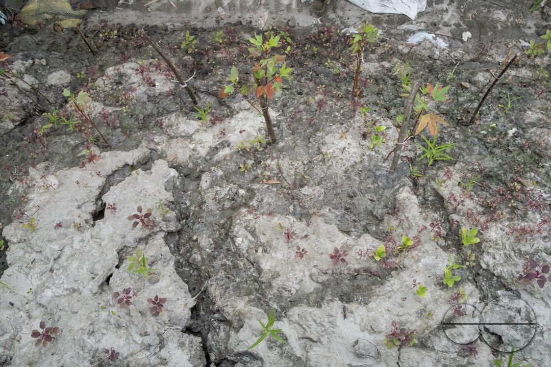 MWC046419