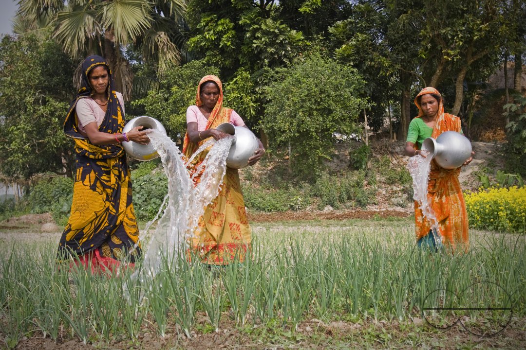 Bangladeshi Birds