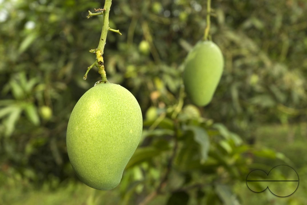 Fruit