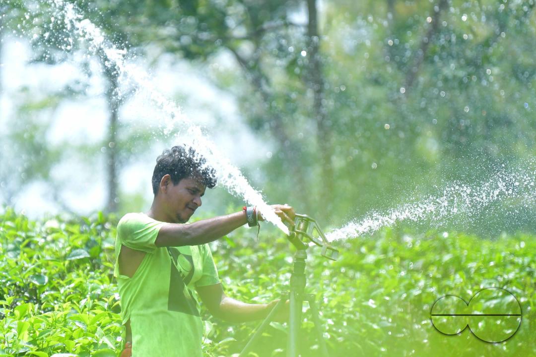A worker skilfully operates a sprinkler irrigation system, nourishing the Durga Bari tea garden at the onset of the dry season