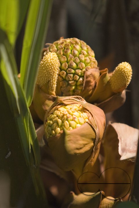 NIpa Palm: Golpata