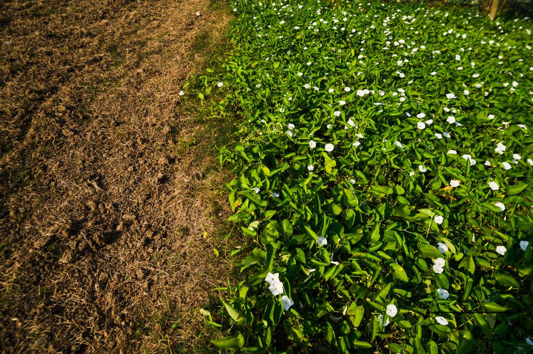 Water spinach is a semi-aquatic, tropical plant grown as a vegetable for its tender shoots