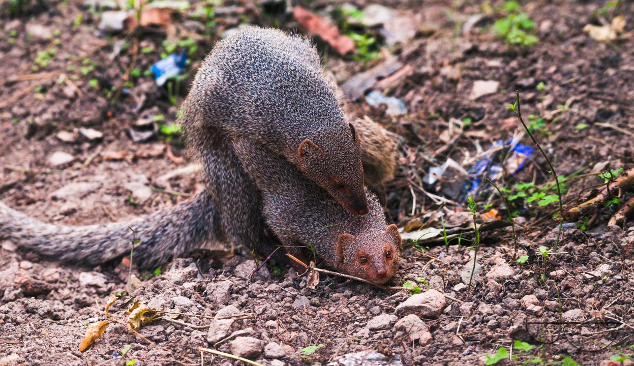 The mating pair of the Indian grey mongoose is in grassland at Tehatta, West Bengal