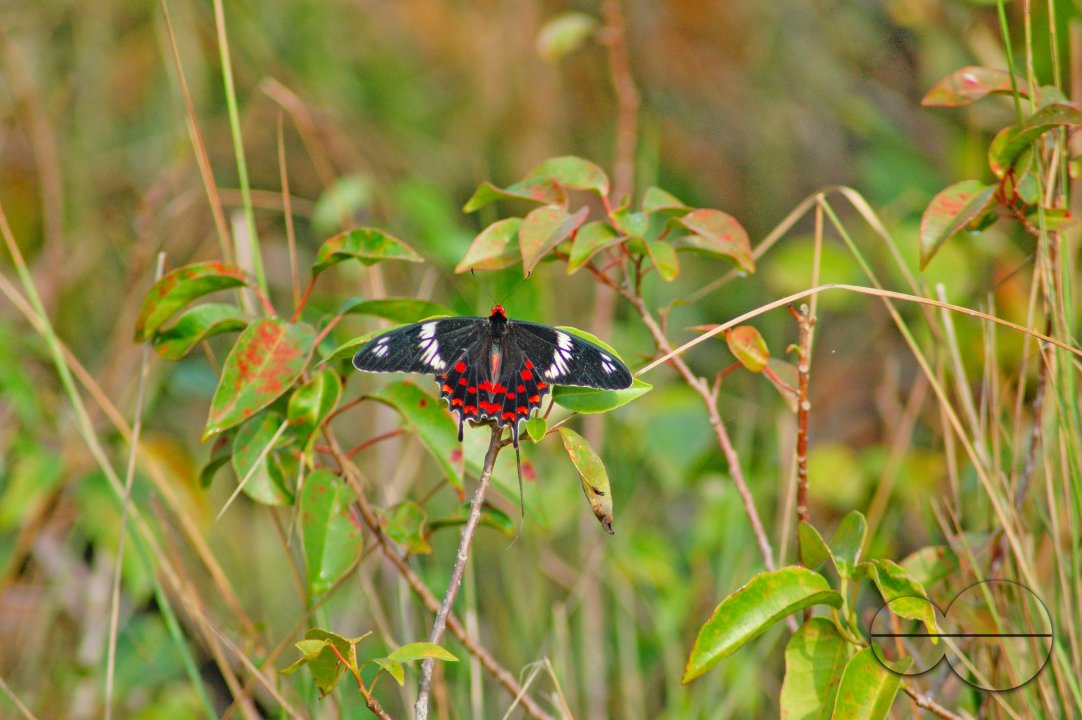 Sundarbans, Khulna, Bangladesh