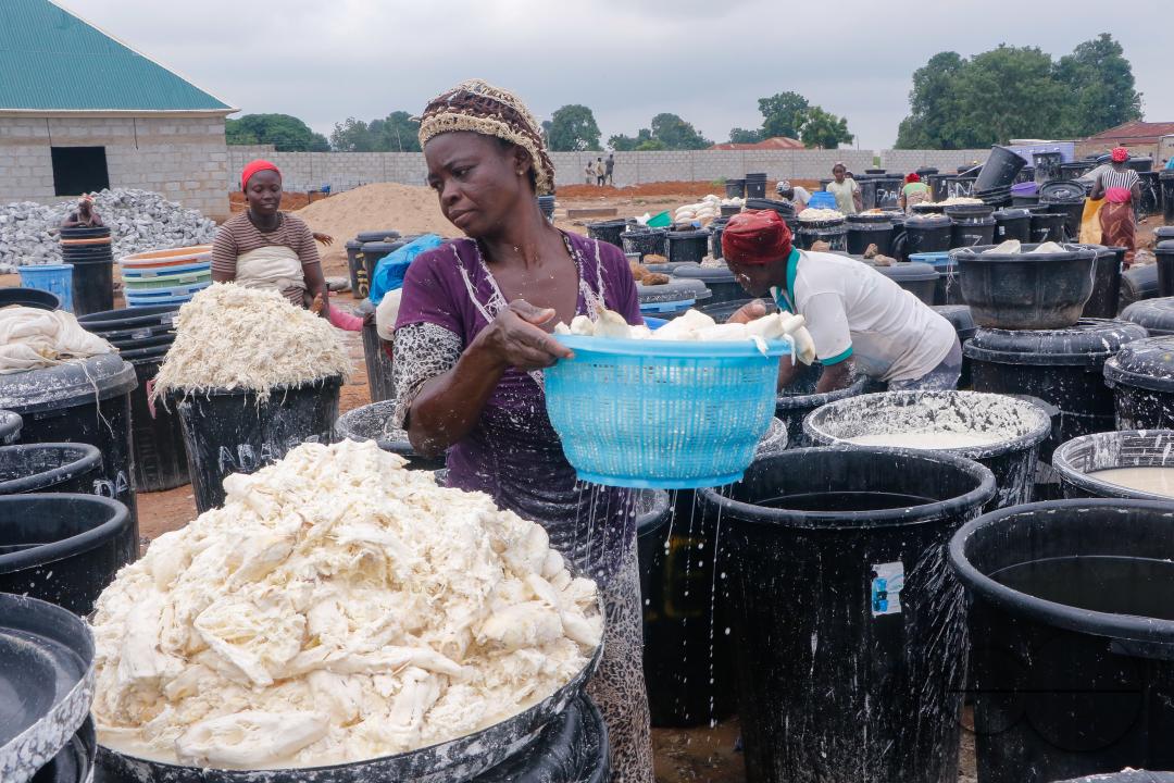 Females in Abuja are struggling and making strides in a local cassava processing factory under difficult conditions to produce flour as they wash out chaff from fermented cassava