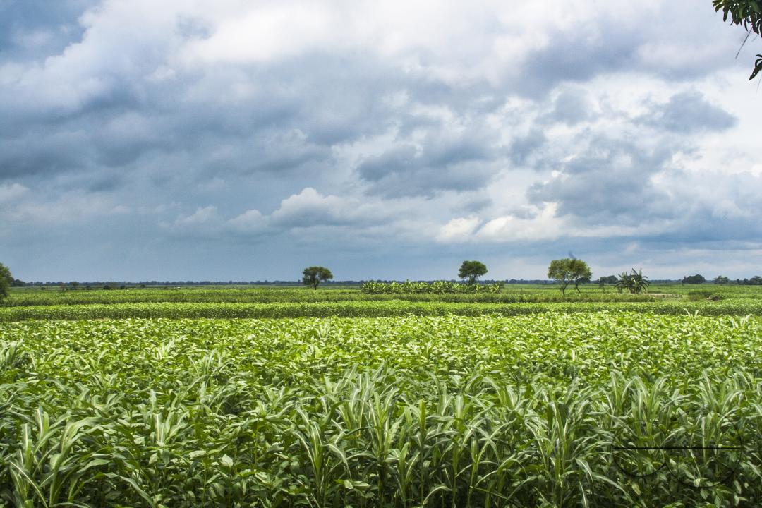 Agricultural land for growing vegetables and fruits