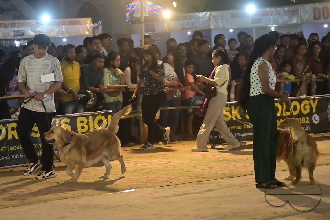 Dogs performing trainers during the Agartala Dog Carnival-2024, organized by Tripura Veterinary Doctors Association & Pawsome (A social organisation) at Agartala