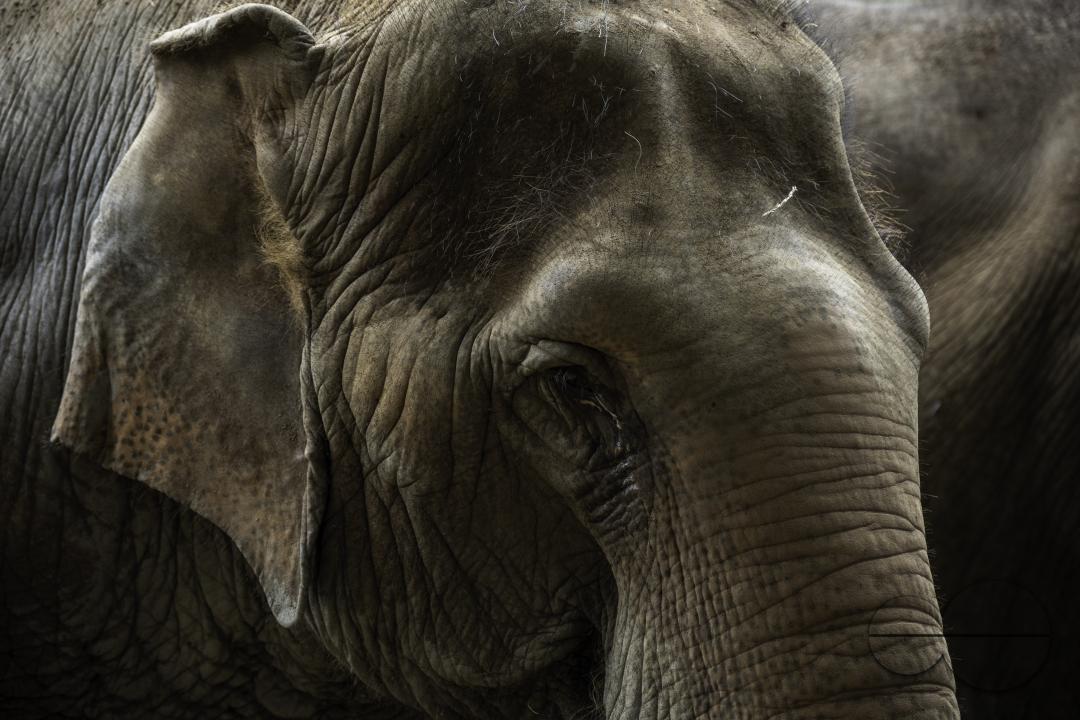 A portrait of an elephant, at the Elephant Nature Park, a rescue and rehabilitation sanctuary for animals that have been abused and exploited, in Chiang Mai, Thailand.