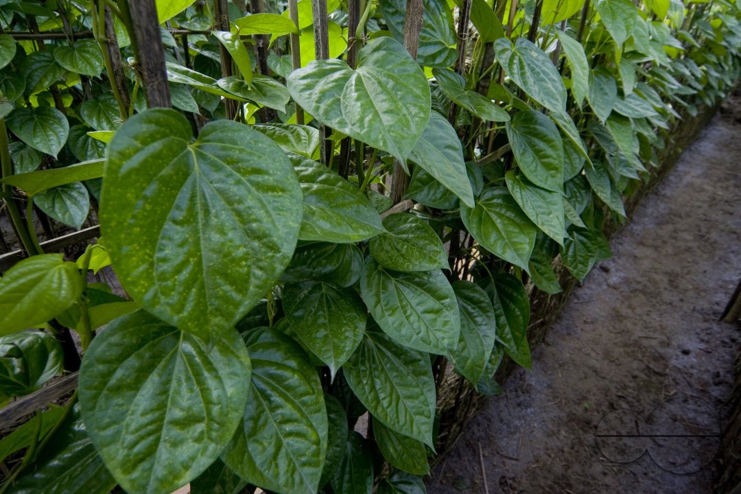 Betel leaf_Bangladesh