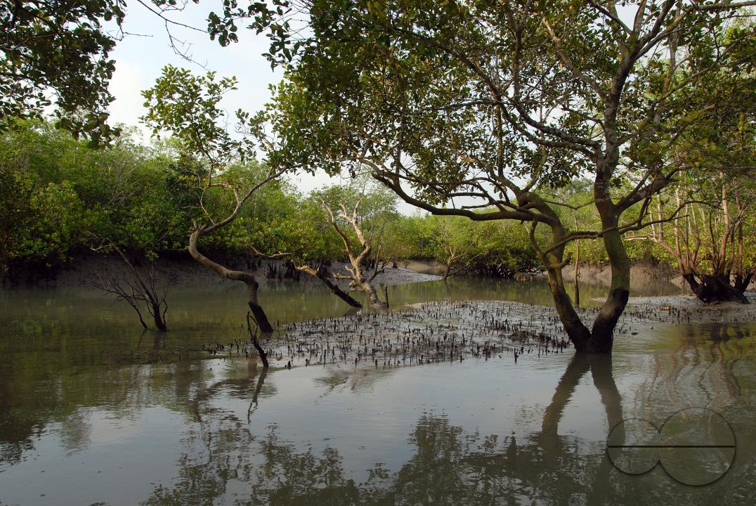 MWC059141