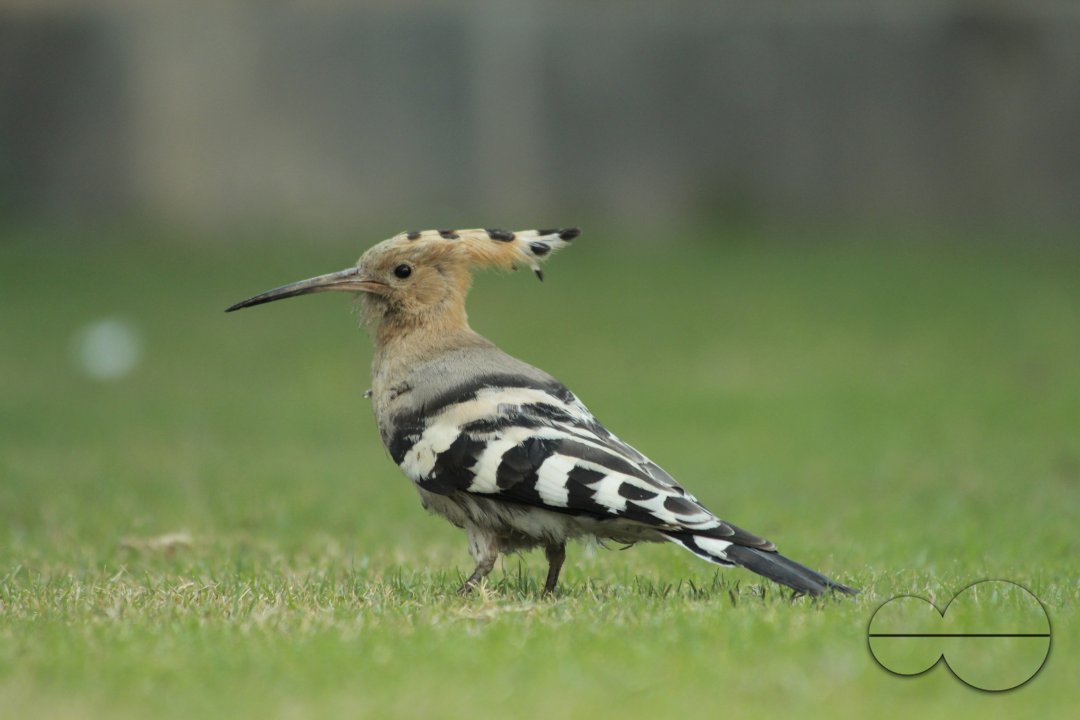 Hoopoe Bird