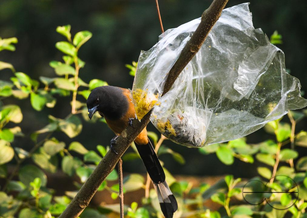 The rufous treepie (Dendrocitta vagabunda) is a treepie, native to the Indian Subcontinent and adjoining parts of Southeast Asia