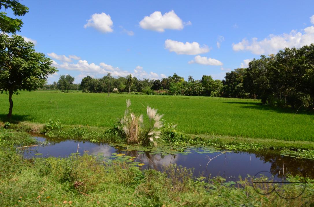 Paddy fields in rural villages in Bangladesh.