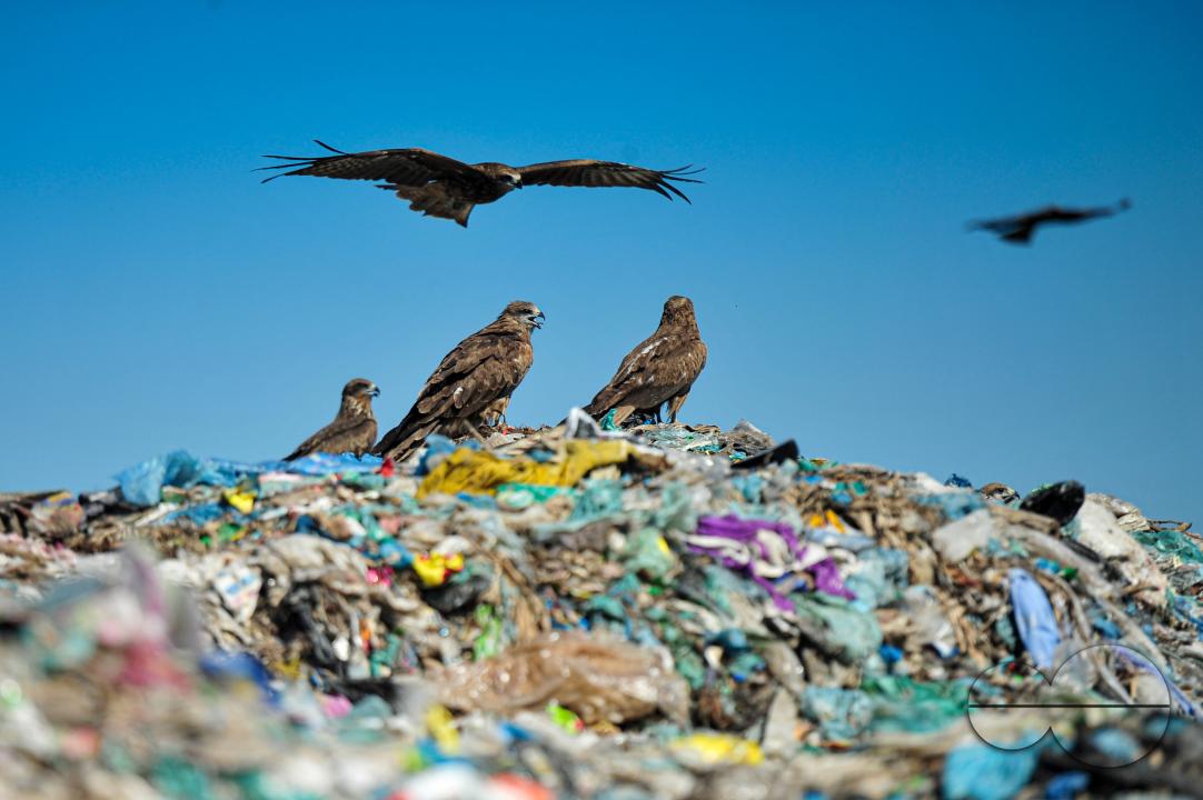 Falcon Hawks searching for food at Sylhet's Parairchak garbage dump yard in Sylhet