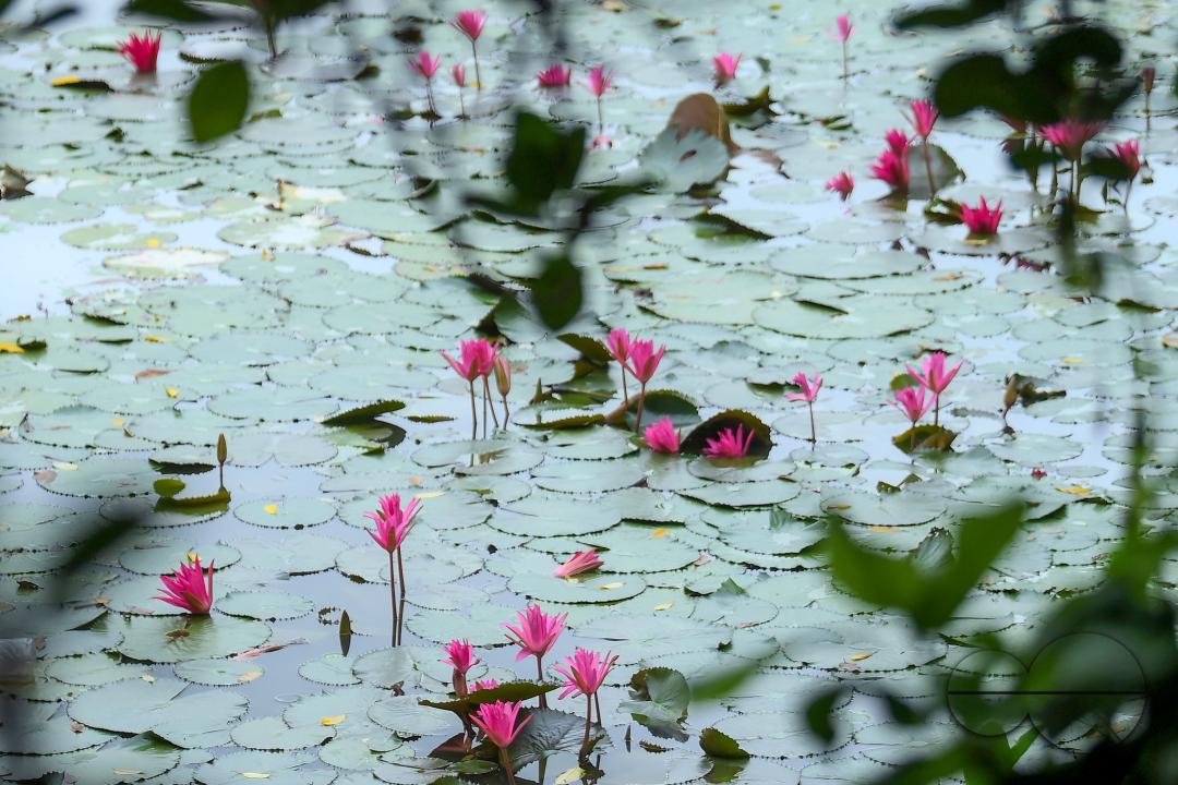Monsoon flowers, water lotuses are blooming at the MBB College Lake at Agartala
