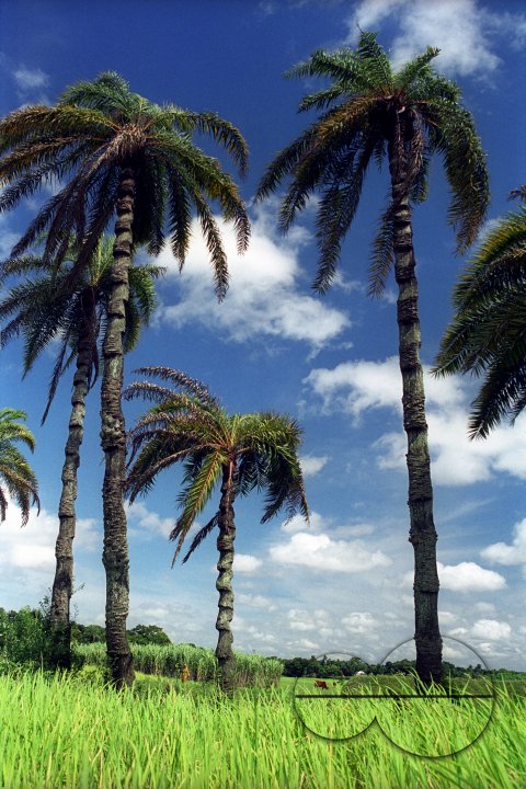 MWC020663