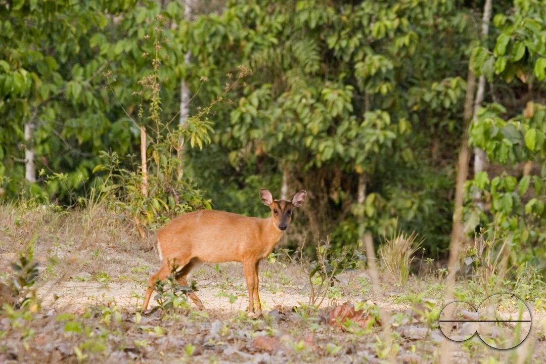 Wild Life