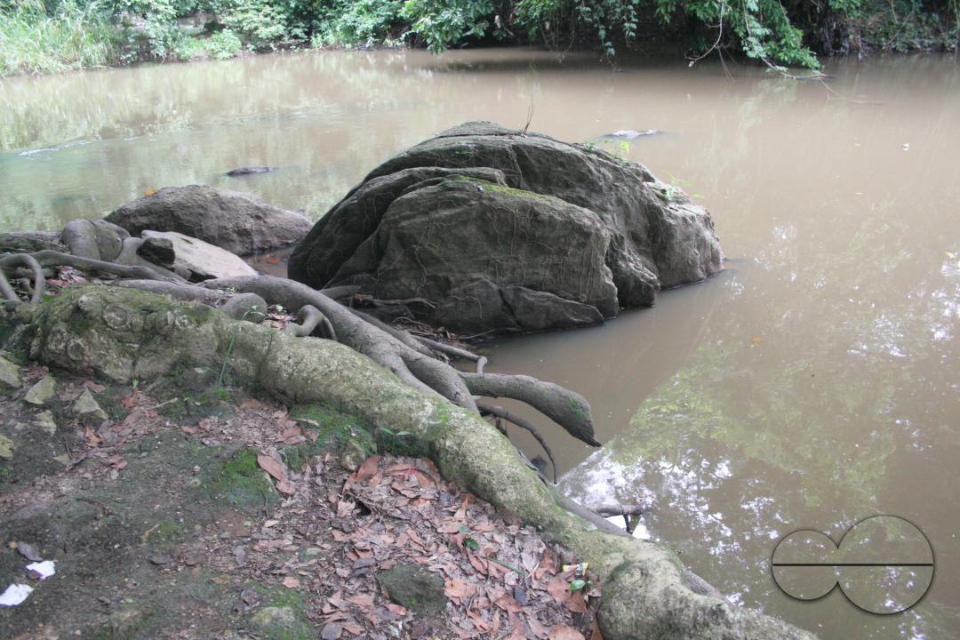 The Osun Grove in Oshogbo, Osun State