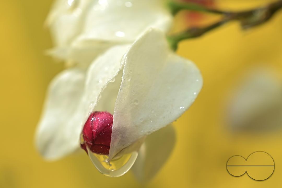 Dew drops on the leaves and flowers on a winter morning at Agartala, the capital city of India's northeastern state of Tripura