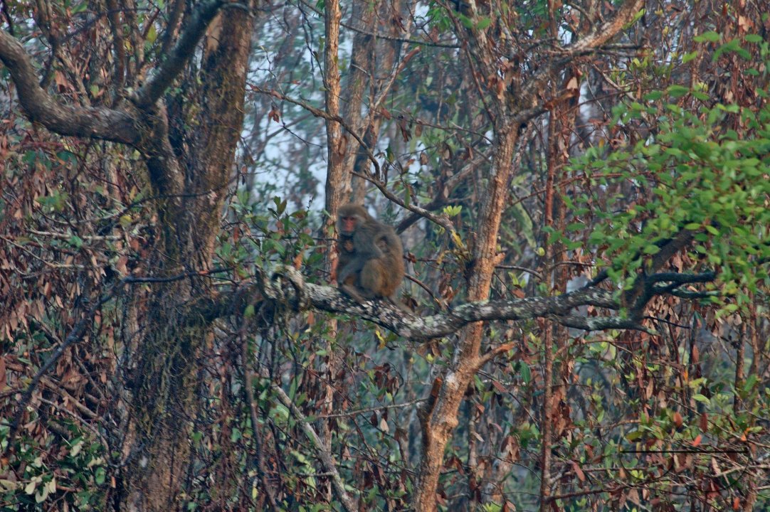 Sundarbans, Khulna, Bangladesh