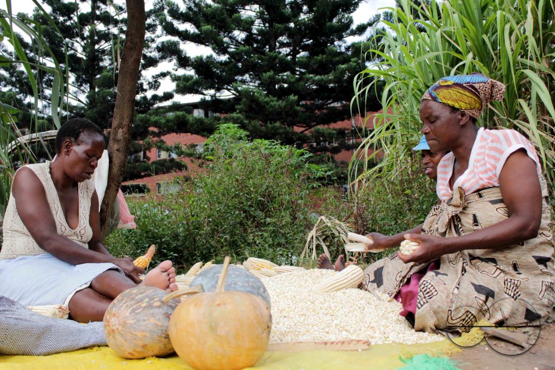 Women in Mbare are seen shelling some maize after harvesting