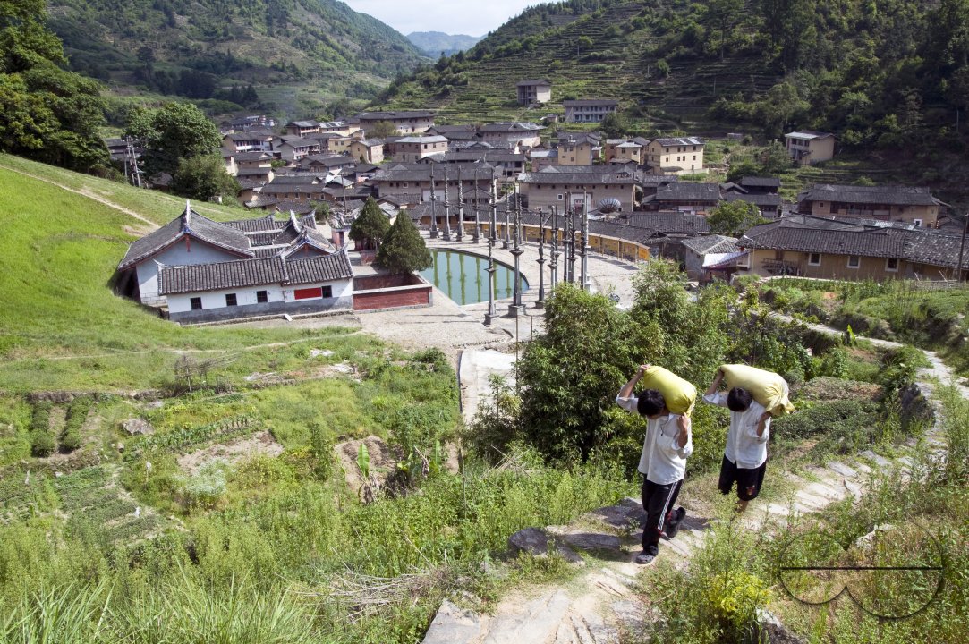 CHINA Peasants carrying sacks with tea leaves  during harvest time in Fujian province.