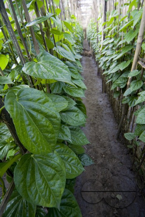 Betel leaf_Bangladesh