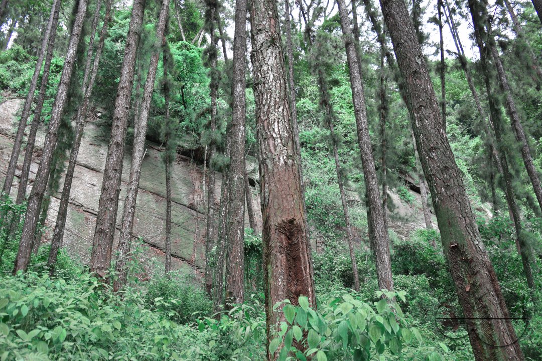 MWC031464