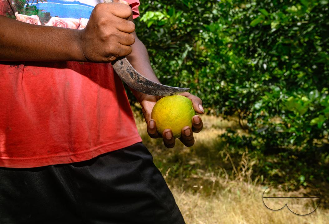 Sweet Malta Orange Fruit Plant or Sweet Malta Lemon is a delicious and easy-to-peel fruit; rich in vitamins, minerals, and antioxidants, and is generally described as tasting like molasses