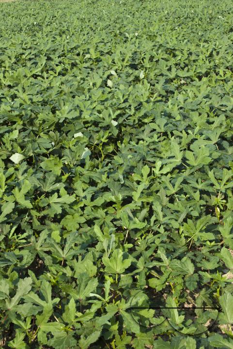 Bangladeshi farmers growing abelmoschus esculentus also called Lady's Finger at a vegetable field
